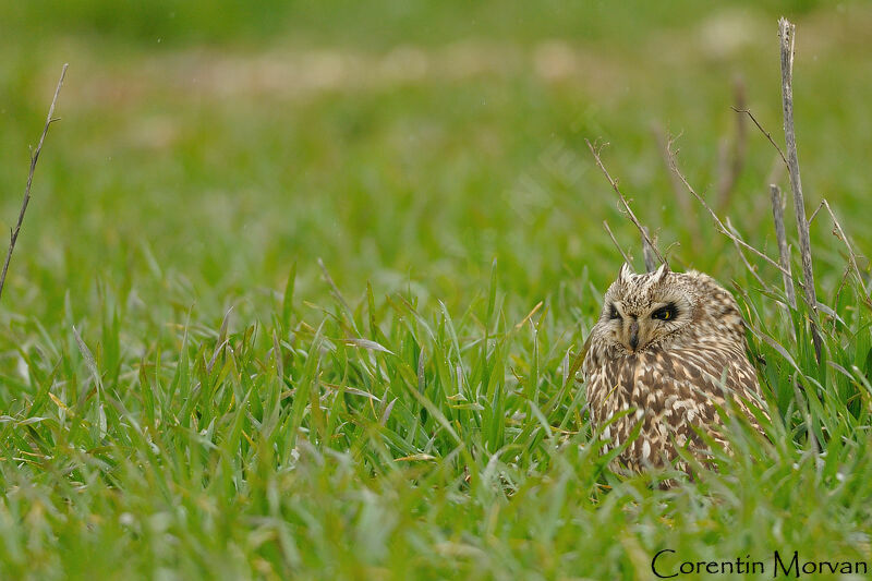 Hibou des marais