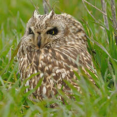 Hibou des marais