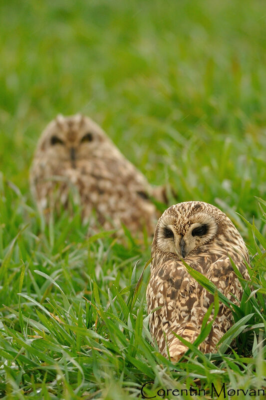 Hibou des marais