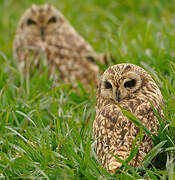 Short-eared Owl