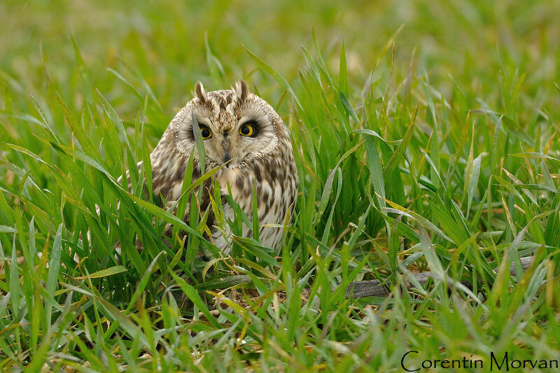 Hibou des marais