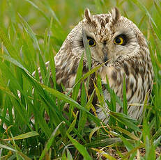 Hibou des marais