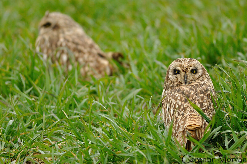 Hibou des marais