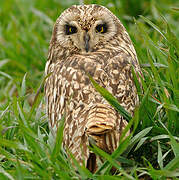 Short-eared Owl