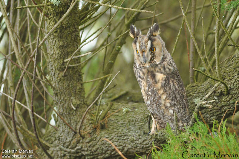 Hibou moyen-duc, habitat, pigmentation