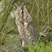 Long-eared Owl