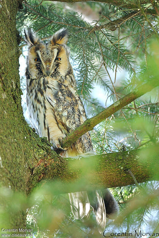 Hibou moyen-ducadulte, habitat, pigmentation, Comportement