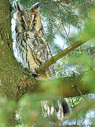 Long-eared Owl