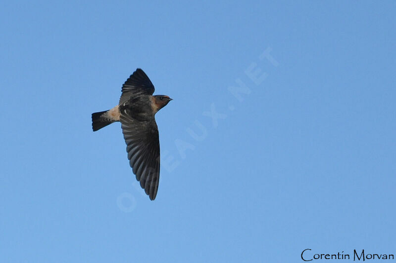 American Cliff Swallow