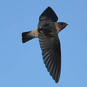 American Cliff Swallow