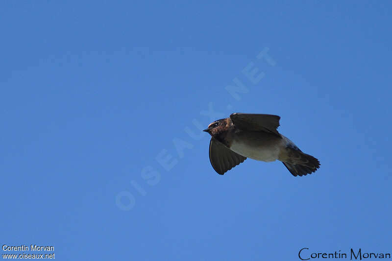 American Cliff Swallow, Flight