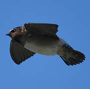 American Cliff Swallow