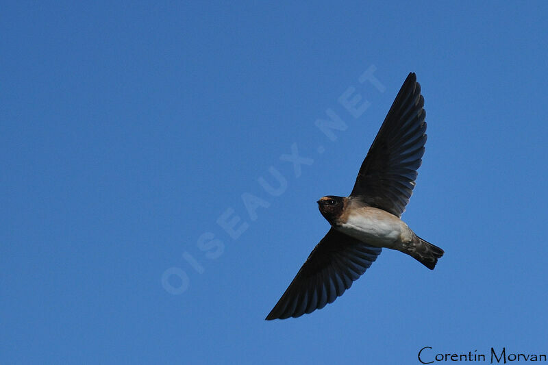 American Cliff Swallow