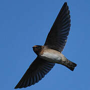 American Cliff Swallow