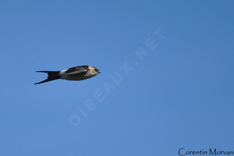 Red-rumped Swallow