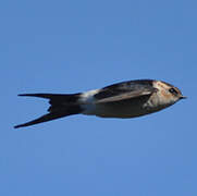 Red-rumped Swallow