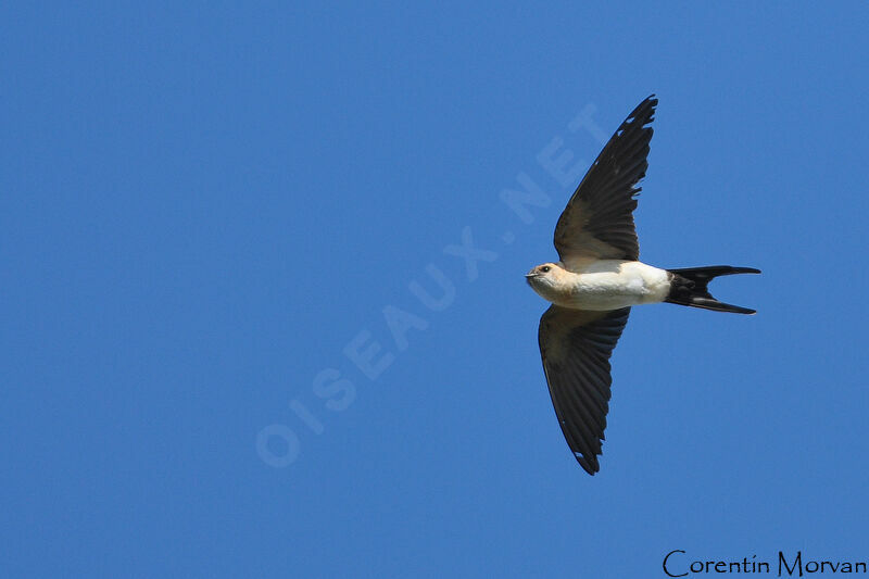 Red-rumped Swallow