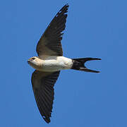 Red-rumped Swallow