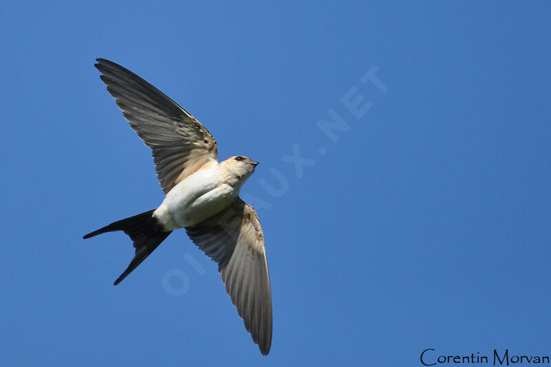 Red-rumped Swallow