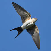 Red-rumped Swallow