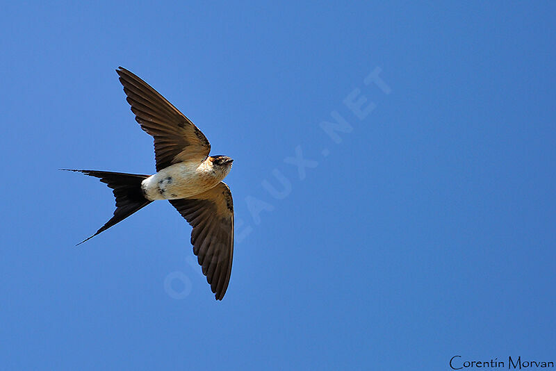 European Red-rumped Swallow