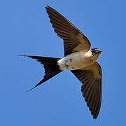 Red-rumped Swallow