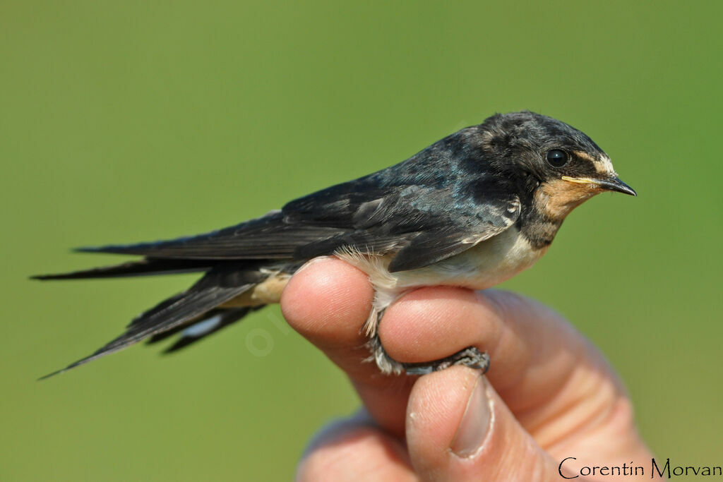 Barn Swallowjuvenile