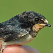 Barn Swallow