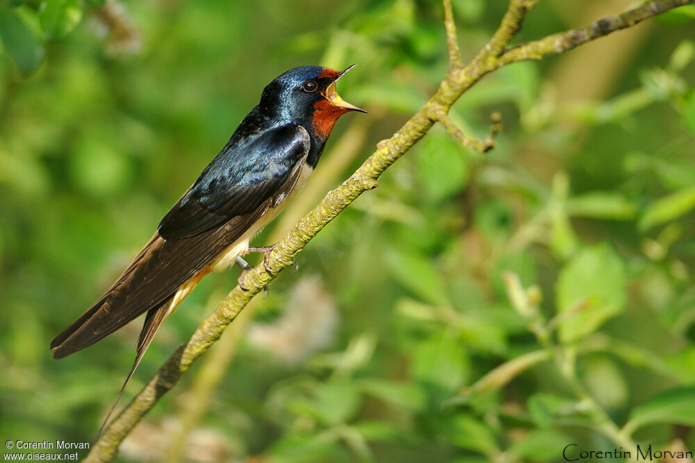 Hirondelle rustique