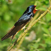 Barn Swallow