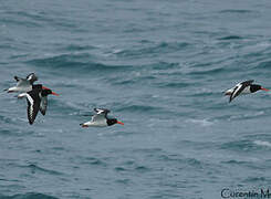 Eurasian Oystercatcher