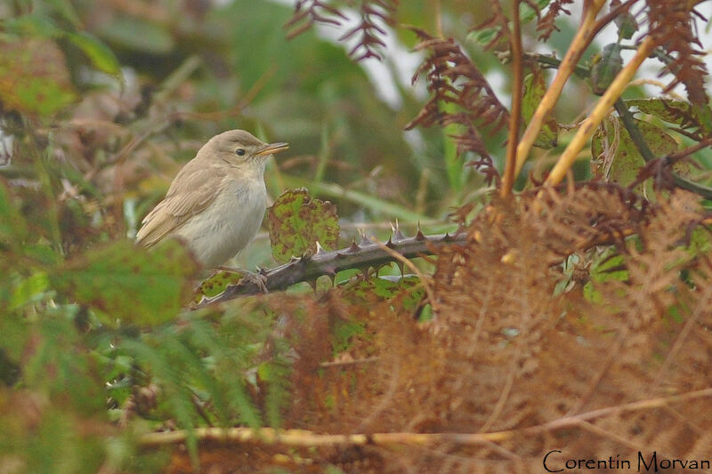 Booted Warbler