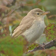 Booted Warbler