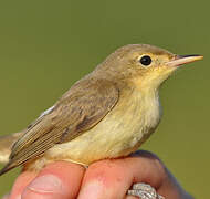 Melodious Warbler