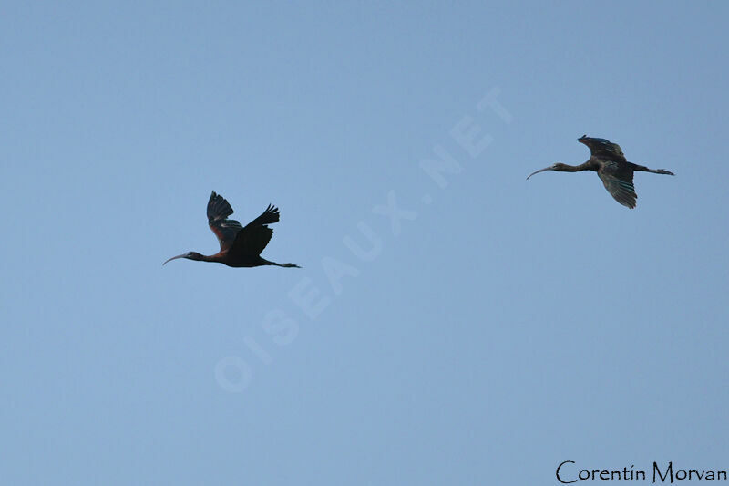 Glossy Ibis