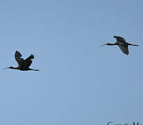 Glossy Ibis