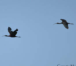 Ibis falcinelle