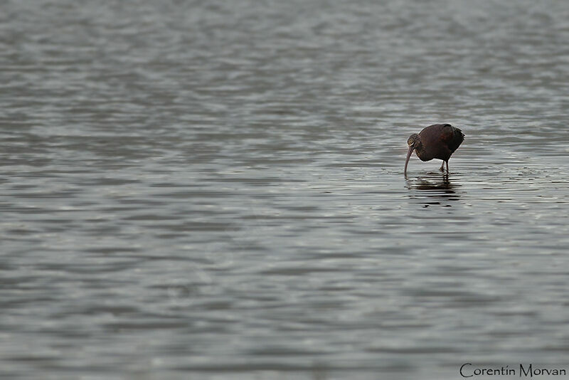 Ibis falcinelle