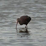 Ibis falcinelle