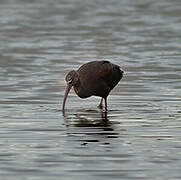 Ibis falcinelle