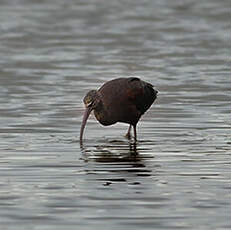 Ibis falcinelle