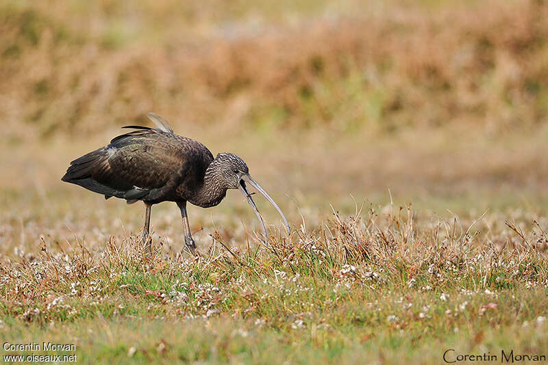 Ibis falcinelleadulte internuptial, pêche/chasse