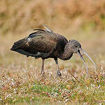 Ibis falcinelle