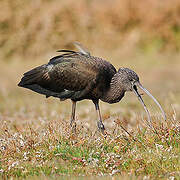 Ibis falcinelle