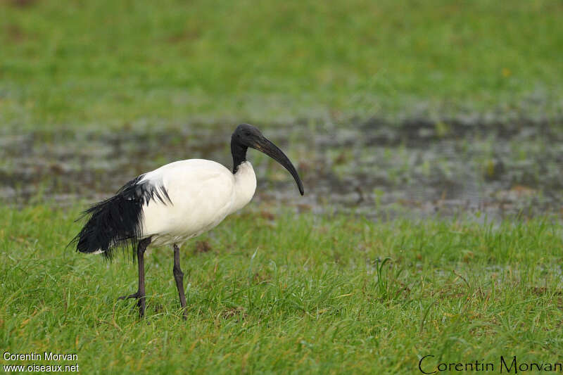 Ibis sacréadulte nuptial, identification