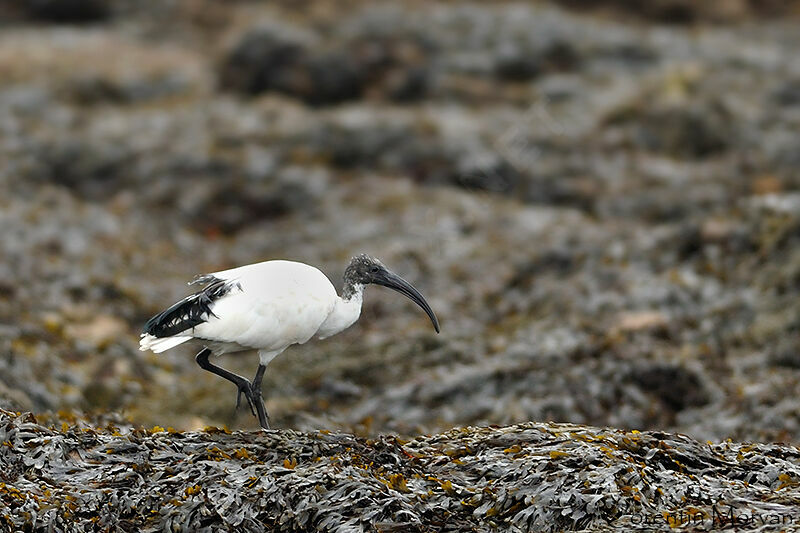 African Sacred Ibis