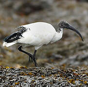 African Sacred Ibis