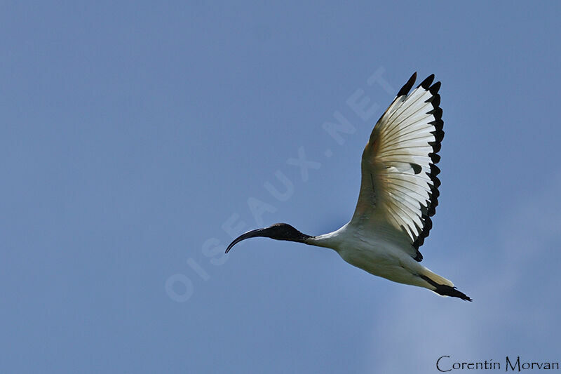 African Sacred Ibis