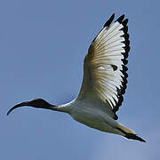 African Sacred Ibis