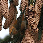 Bec-croisé des sapins